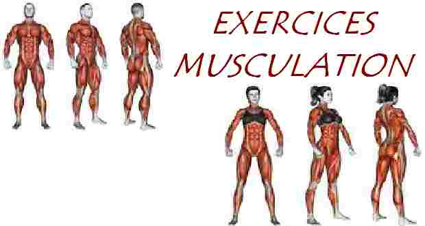 Exercices de musculation avec élastique