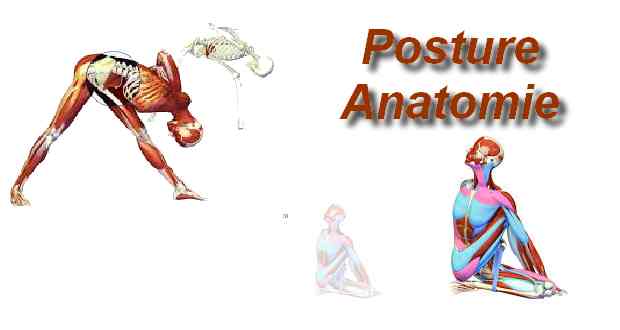 Posture et anatomie