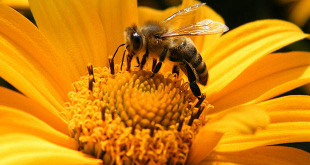 La biologie de l’abeille 